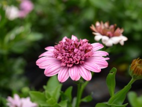 院子里的花卉新宠——石竹石竹类花卉